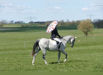 Westfale, Stute, 11 Jahre, 169 cm, Schimmel