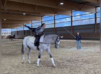 Westfale, Stute, 11 Jahre, 169 cm, Schimmel