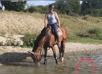 Westfale, Stute, 11 Jahre, 170 cm, Brauner
