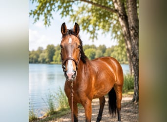 Westfale, Stute, 11 Jahre, 170 cm, Brauner
