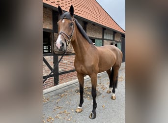 Westfale, Stute, 11 Jahre, 170 cm, Brauner