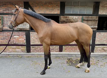 Westfale, Stute, 11 Jahre, 170 cm, Brauner