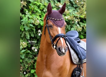 Westfale, Stute, 11 Jahre, 170 cm, Fuchs