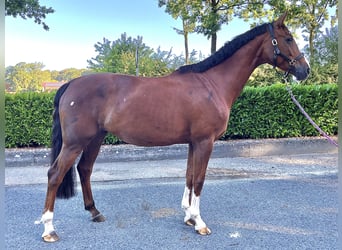 Westfale, Stute, 11 Jahre, 170 cm, Fuchs
