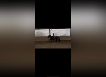 Westfale, Stute, 11 Jahre, 170 cm, Schwarzbrauner