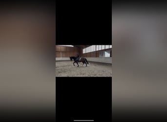 Westfale, Stute, 11 Jahre, 170 cm, Schwarzbrauner