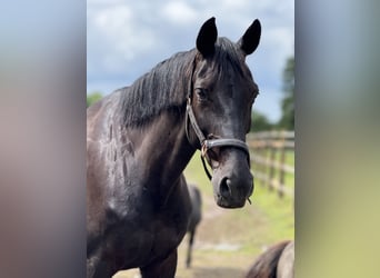 Westfale, Stute, 11 Jahre, 171 cm, Rappe