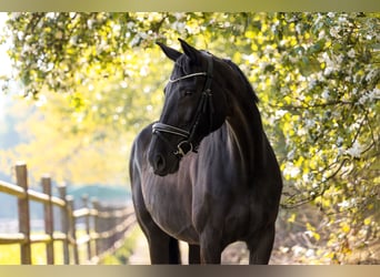 Westfale, Stute, 11 Jahre, 171 cm, Rappe