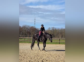 Westfale, Stute, 11 Jahre, 171 cm, Rappe