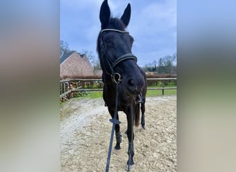 Westfale, Stute, 11 Jahre, 171 cm, Rappe