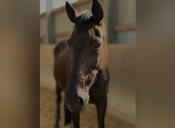 Westfale, Stute, 11 Jahre, 171 cm, Rappe