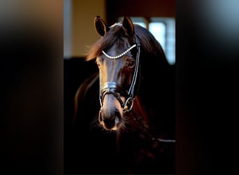 Westfale, Stute, 11 Jahre, 172 cm, Schwarzbrauner