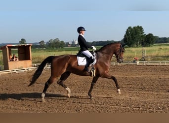 Westfale, Stute, 11 Jahre, 173 cm, Brauner