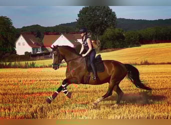 Westfale, Stute, 11 Jahre, 173 cm, Brauner