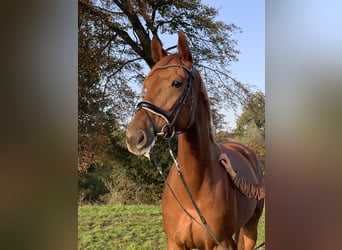 Westfale, Stute, 11 Jahre, 174 cm, Fuchs