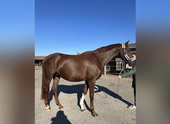 Westfale, Stute, 11 Jahre, 175 cm, Dunkelfuchs
