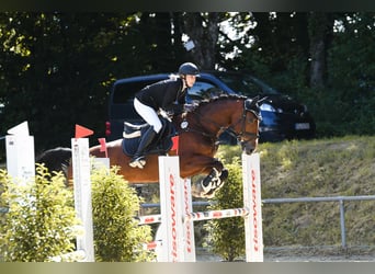 Westfale, Stute, 12 Jahre, 160 cm