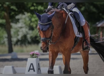 Westfale, Stute, 12 Jahre, 163 cm, Brauner