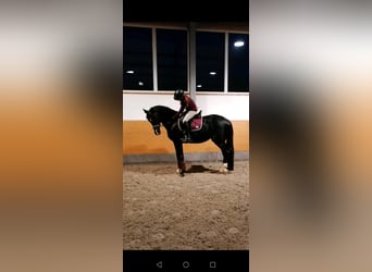 Westfale, Stute, 12 Jahre, 163 cm, Rappe