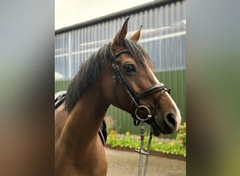 Westfale, Stute, 12 Jahre, 164 cm, Brauner