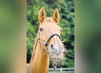 Westfale, Stute, 12 Jahre, 164 cm, Fuchs