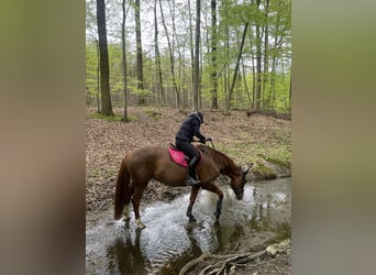 Westfale, Stute, 12 Jahre, 164 cm, Fuchs