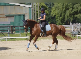 Westfale, Stute, 12 Jahre, 164 cm, Fuchs