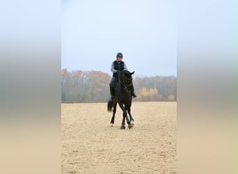Westfale, Stute, 12 Jahre, 165 cm, Rappe