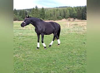 Westfale, Stute, 12 Jahre, 165 cm, Rappe