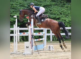 Westfale, Stute, 12 Jahre, 166 cm, Brauner