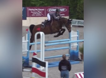 Westfale, Stute, 12 Jahre, 166 cm, Brauner