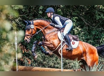 Westfale, Stute, 12 Jahre, 166 cm, Brauner