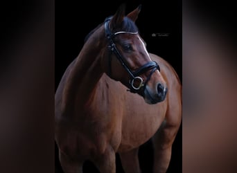 Westfale, Stute, 12 Jahre, 166 cm, Brauner