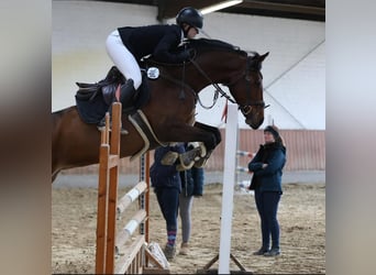 Westfale, Stute, 12 Jahre, 166 cm, Brauner