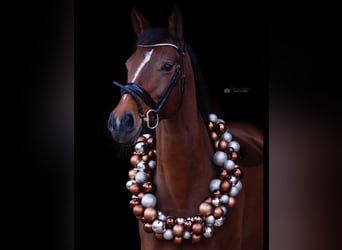 Westfale, Stute, 12 Jahre, 166 cm, Brauner