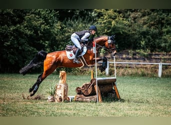 Westfale, Stute, 12 Jahre, 166 cm, Brauner