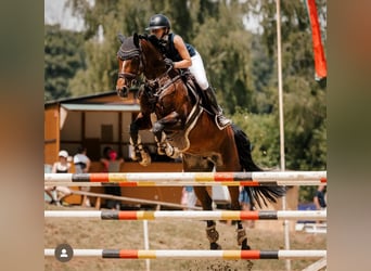 Westfale, Stute, 12 Jahre, 166 cm, Brauner