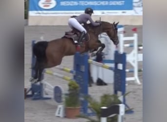 Westfale, Stute, 12 Jahre, 166 cm, Brauner