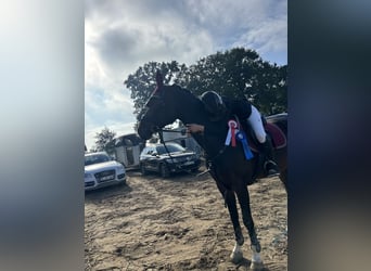 Westfale, Stute, 12 Jahre, 167 cm, Brauner