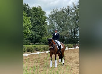 Westfale, Stute, 12 Jahre, 168 cm, Brauner