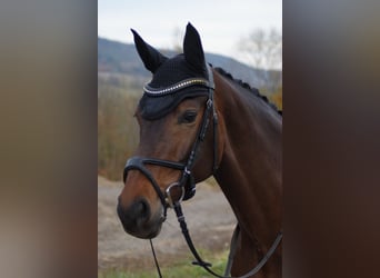 Westfale, Stute, 12 Jahre, 168 cm, Brauner