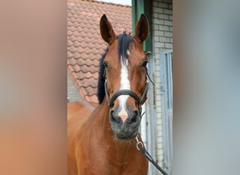 Westfale, Stute, 12 Jahre, 168 cm, Brauner