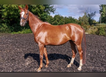 Westfale, Stute, 12 Jahre, 168 cm, Dunkelfuchs