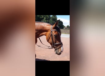 Westfale, Stute, 12 Jahre, 169 cm, Brauner