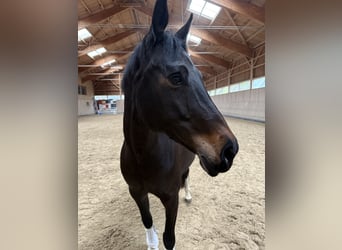 Westfale, Stute, 12 Jahre, 169 cm, Dunkelbrauner
