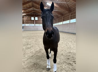 Westfale, Stute, 12 Jahre, 169 cm, Dunkelbrauner