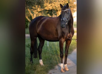 Westfale, Stute, 12 Jahre, 169 cm, Rappe
