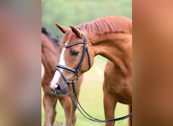 Westfale, Stute, 12 Jahre, 170 cm, Fuchs