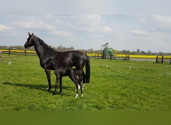 Westfale, Stute, 12 Jahre, 170 cm, Rappe