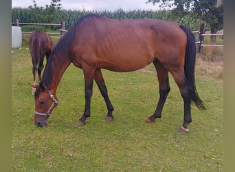 Westfale, Stute, 12 Jahre, 171 cm, Brauner